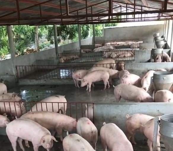 Giá lợn hơi ngày 2/10/2021: 3 miền đồng loạt đi ngang, dao động từ 41.000 - 49.000 đồng/kg - Ảnh 1