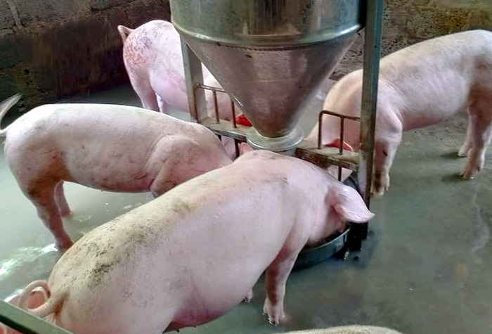 Giá lợn hơi ngày 11/9/2021: Tiếp tục giảm 1.000 - 2.000 đồng/kg - Ảnh 1