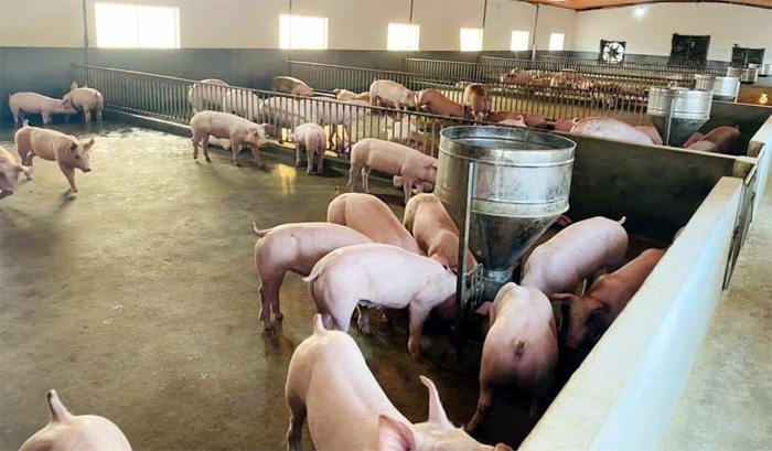 Giá lợn hơi ngày 12/10/2021: Có nơi giảm mạnh 6.000 đồng/kg - Ảnh 1