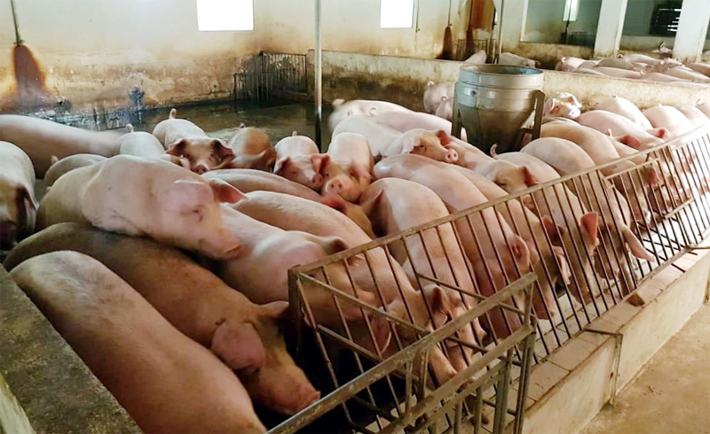 Giá lợn hơi ngày 16/10/2021: Có nơi giảm mạnh 5.000 đồng/kg - Ảnh 1