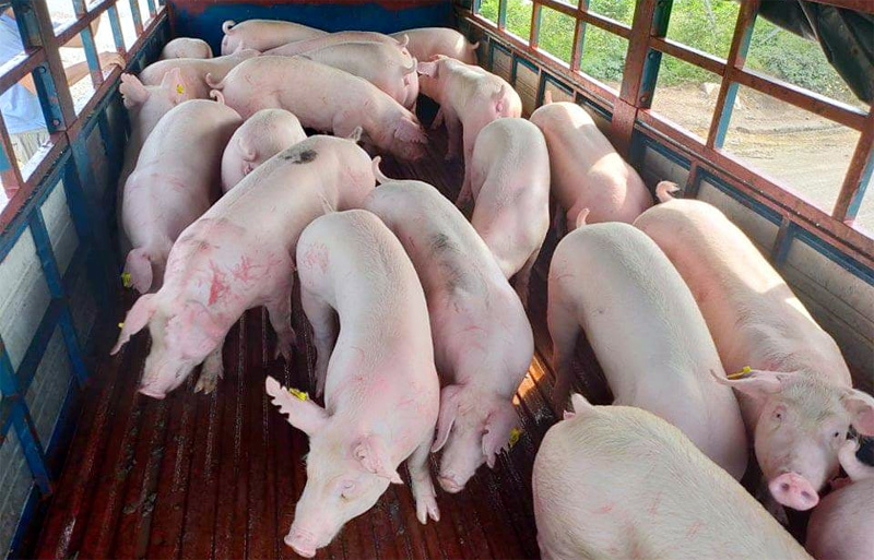 Giá lợn hơi ngày 16/11/2021: Cả 3 miền giảm 1.000 - 3.000 đồng/kg - Ảnh 1