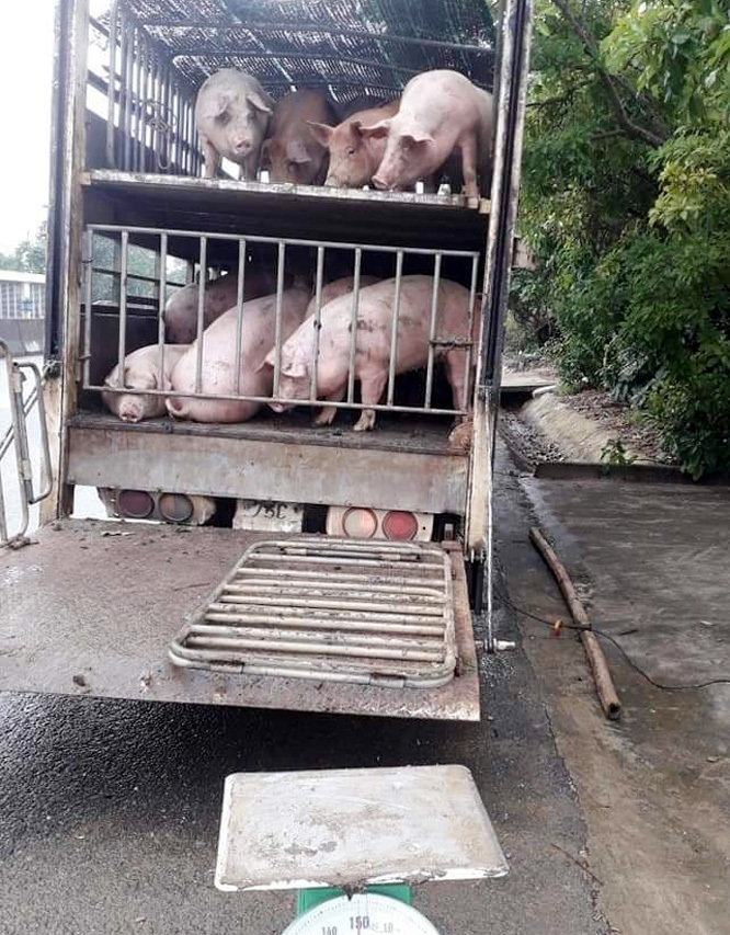 Giá lợn hơi ngày 18/11/2021: Có nơi tăng từ 1.000 - 2.000 đồng/kg - Ảnh 1