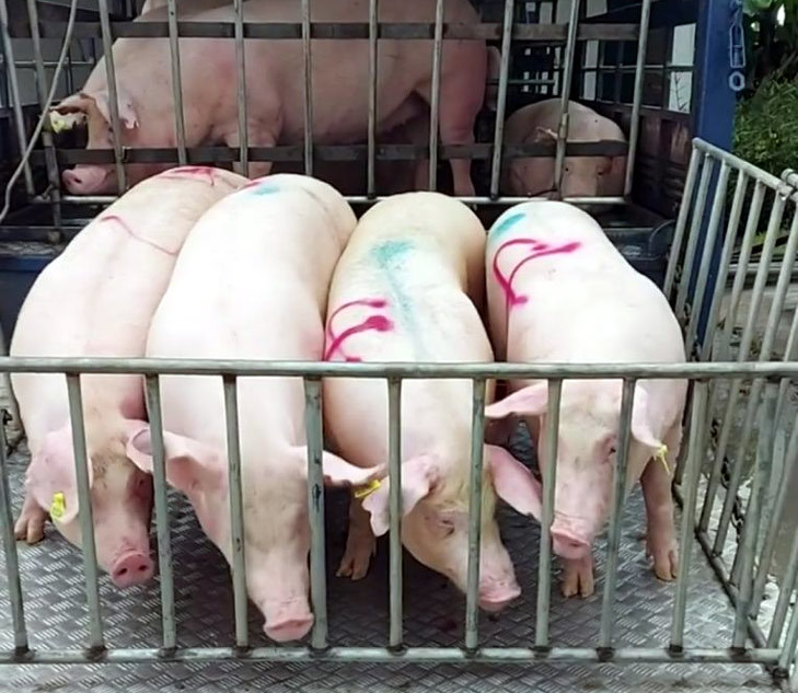 Giá lợn hơi ngày 18/8/2021: Miền Nam tiếp tục tăng 1.000 - 3.000 đồng/kg - Ảnh 1
