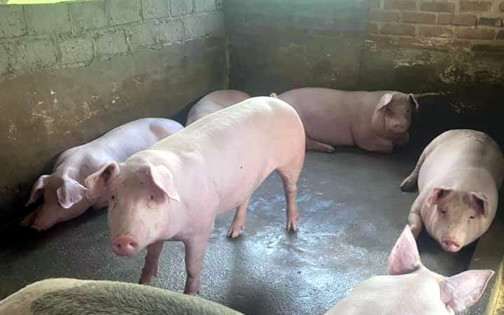 Giá lợn hơi ngày 19/10/2021: Cả 3 miền đồng loạt giảm từ 1.000 - 3.000 đồng/kg - Ảnh 1