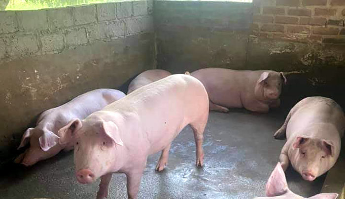 Giá lợn hơi ngày 19/8/2021: Miền Trung - Nam giảm nhẹ, dao động từ 50.000 - 57.000 đồng/kg - Ảnh 1