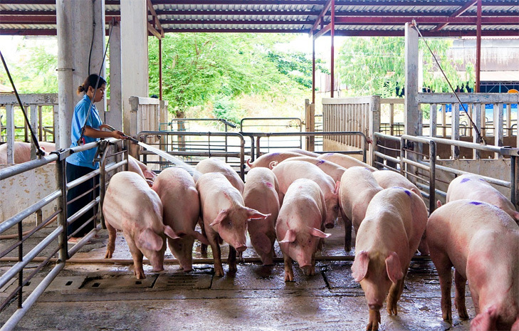 Giá lợn hơi ngày 23/11/2021: Biến động nhẹ, cao nhất 47.000 đồng/kg - Ảnh 1