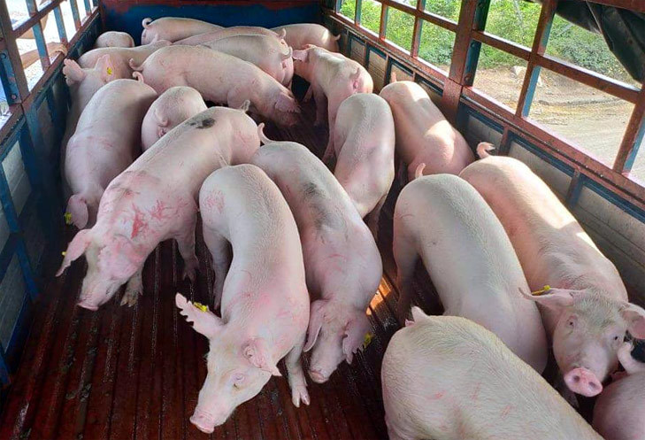 Giá lợn hơi ngày 23/8/2021: Cả 3 miền đi ngang, cao nhất 57.000 đồng/kg - Ảnh 1