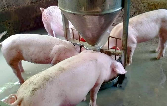 Giá lợn hơi ngày 26/8/2021: 2 miền Bắc - Nam giảm 1.000 - 4.000 đồng/kg - Ảnh 1