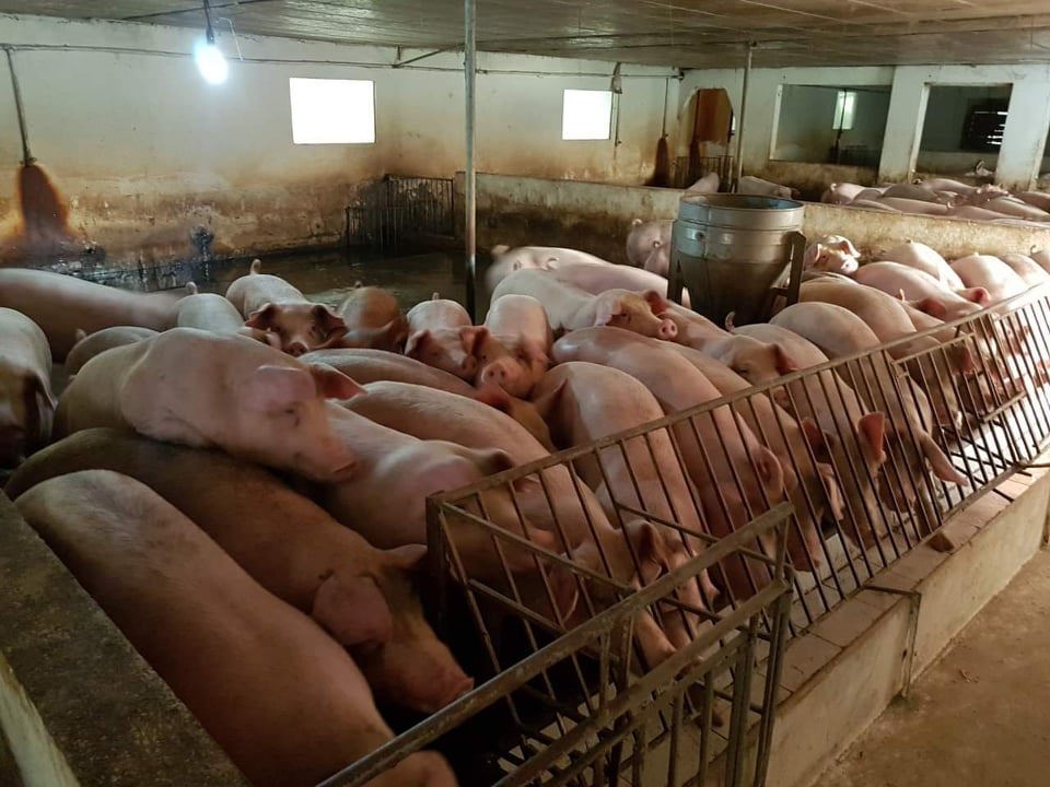 Giá lợn hơi ngày 28/8/2021: 2 miền Bắc - Nam giảm 1.000 - 2.000 đồng/kg - Ảnh 1