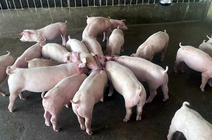 Giá lợn hơi ngày 30/10/2021: Bất ngờ quay đầu giảm 1.000 - 5.000 đồng/kg - Ảnh 1