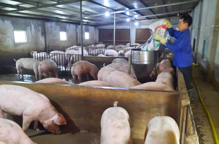 Giá lợn hơi ngày 6/11/2021: Tiếp tục giảm từ 1.000 - 2.000 đồng/kg - Ảnh 1