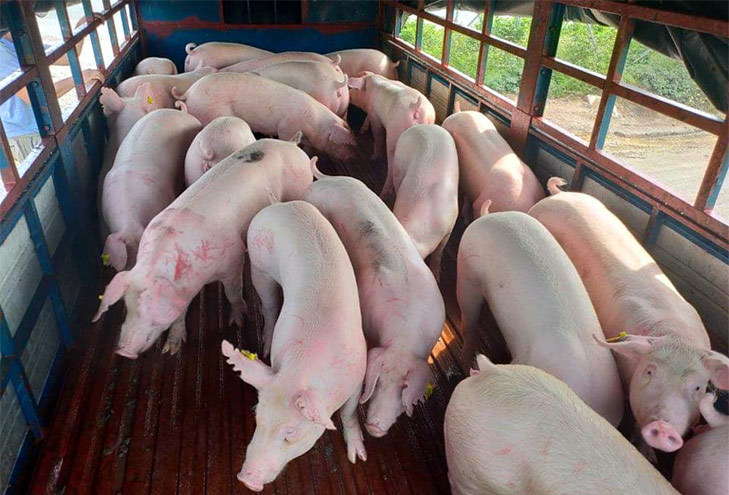 Giá lợn hơi ngày 14/8/2021: Tiếp tục tăng 1.000 - 3.000 đồng/kg - Ảnh 1