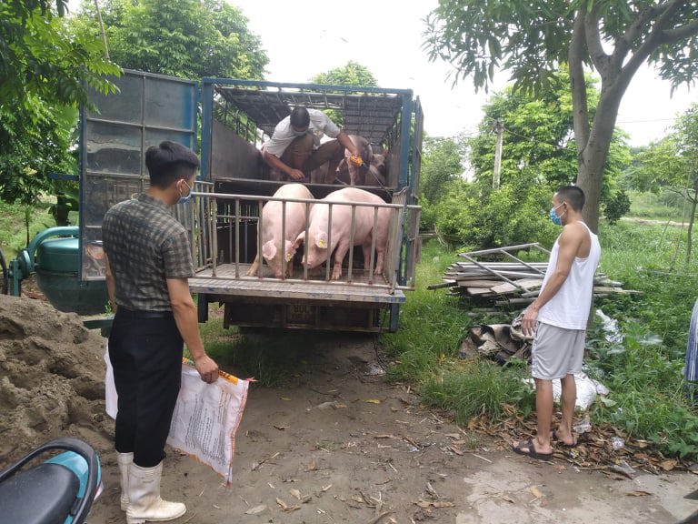 Giá lợn hơi ngày 18/9/2021: 2 miền Bắc - Nam biến động 1.000 - 2.000 đồng/kg - Ảnh 1