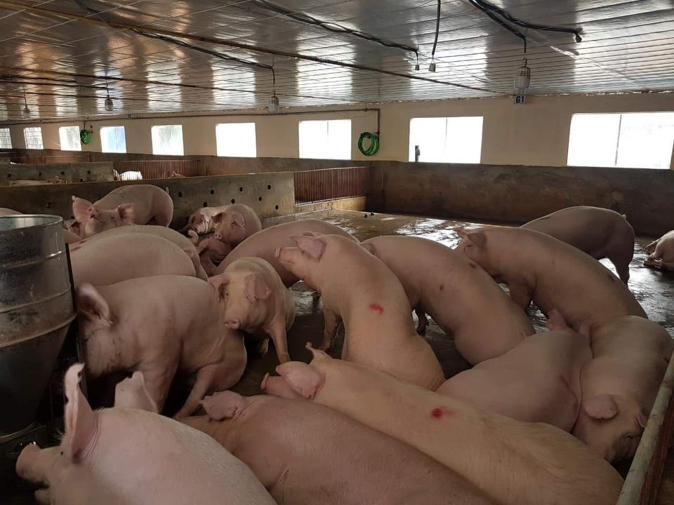 Giá lợn hơi ngày 6/10/2021: Hạn chế nhập khẩu thịt lợn khi thị trường trong nước đã đáp ứng đủ? - Ảnh 1