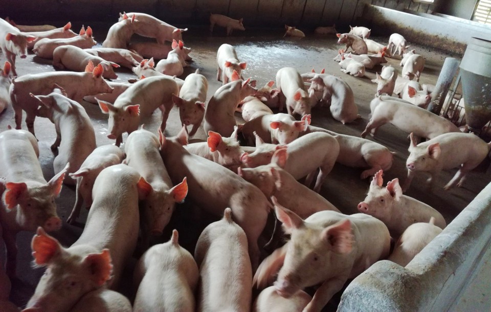 Đồng Nai: Giá thịt lợn tăng ảo, người chăn nuôi dè dặt tăng đàn - Ảnh 1