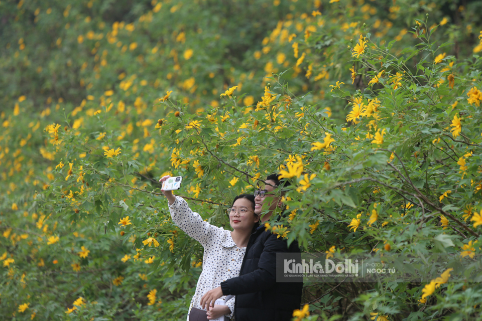 Hà Nội: Giới trẻ đổ xô đi ngắm hoa dã quỳ ngày cuối tuần tại Vườn quốc gia Ba Vì - Ảnh 15