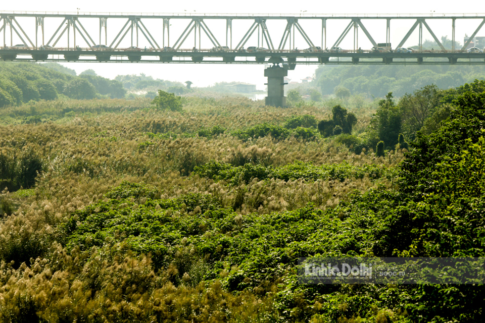 Hà Nội: Mê mẩn ngắm đồng cỏ lau ngay dưới chân cầu Long Biên lịch sử - Ảnh 9