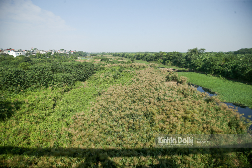 Hà Nội: Mê mẩn ngắm đồng cỏ lau ngay dưới chân cầu Long Biên lịch sử - Ảnh 3