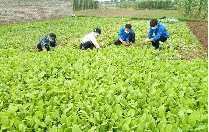 [Kịch bản nào tiêu thụ nông sản mùa dịch?] Bài 1: Lúng túng tiêu thụ nông sản - Ảnh 1