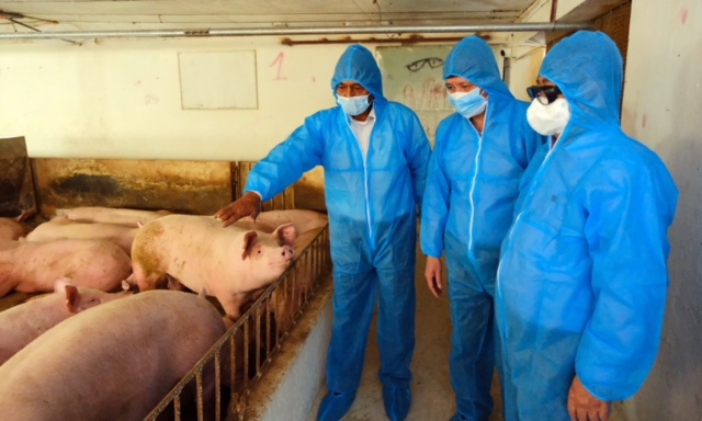 Giá thịt lợn hơi đang tăng trở lại: Cơ hội để người chăn nuôi tái đàn - Ảnh 2