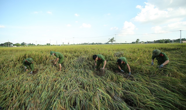 Công an huyện Ứng Hòa gặt lúa giúp người dân xã Viên An - Ảnh 1