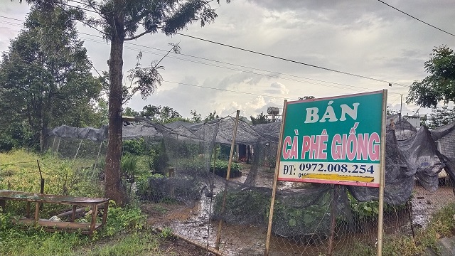 Lâm Đồng: Kỳ án chiếm đất tại Công ty Giống Lâm nghiệp vùng Tây Nguyên - Ảnh 1