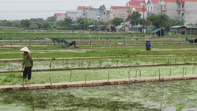 Huyện Phú Xuyên: Vừa phòng dịch, vừa duy trì sản xuất vựa rau xanh để hỗ trợ "vùng đỏ" - Ảnh 4