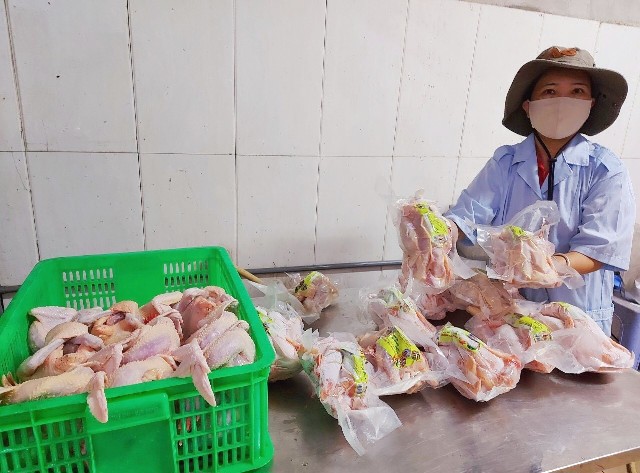 Hà Nội: Lợi ích kép từ chăn nuôi gà vi sinh tại huyện Sóc Sơn - Ảnh 1