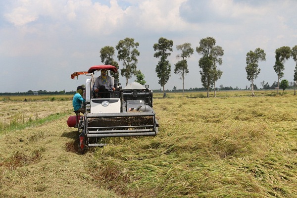 Agribank kịp thời cung ứng vốn phục vụ thu mua lúa gạo tại Đồng bằng sông Cửu Long - Ảnh 1