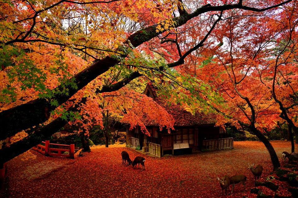 Cảnh sắc mùa thu đầy mê hoặc trên khắp thế giới - Ảnh 11