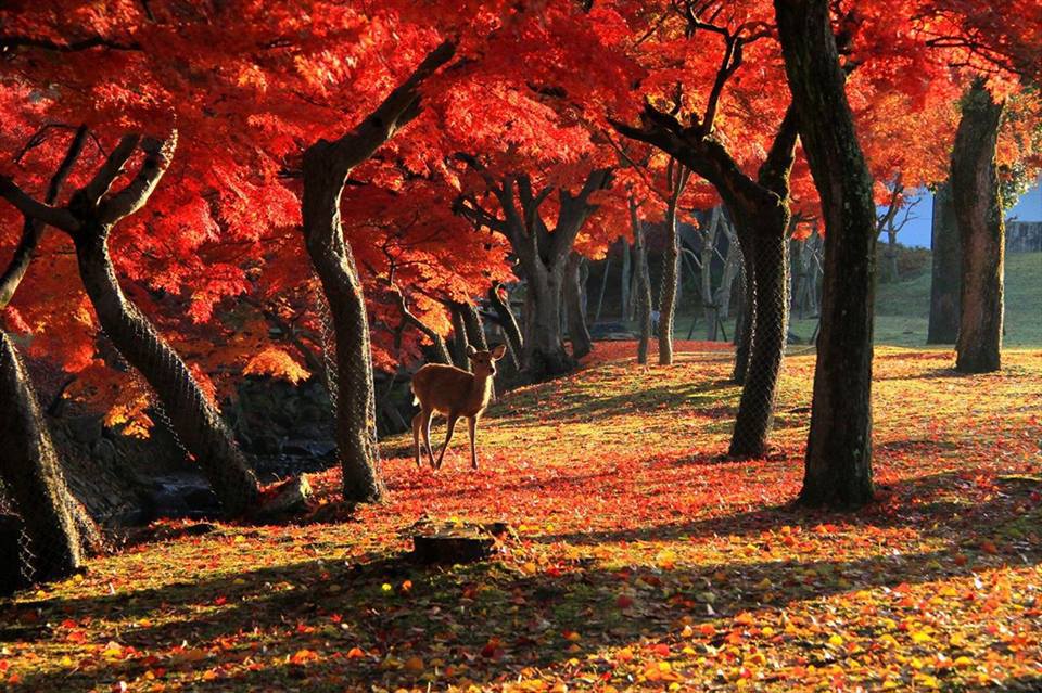 Cảnh sắc mùa thu đầy mê hoặc trên khắp thế giới - Ảnh 12