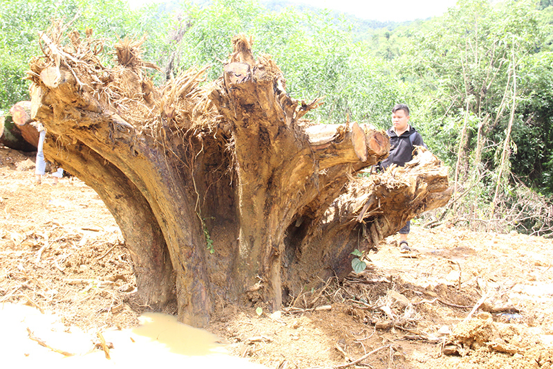 Quảng Nam: Sưa trăm tuổi trong rừng phòng hộ bị đem bán - Ảnh 2