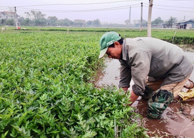 Thiếu liên kết tiêu thụ nông sản huyện Phú Xuyên - Ảnh 1