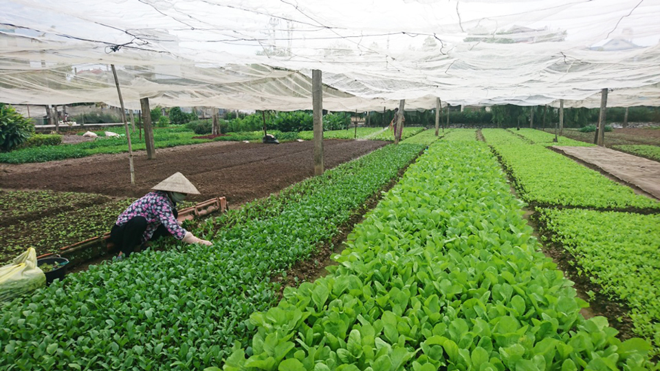 Hà Nội: Linh hoạt kết nối tiêu thụ nông sản trong thời gian giãn cách - Ảnh 1