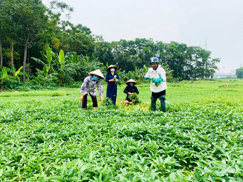 Hà Đông: Hội Phụ nữ chia sẻ yêu thương - kết nối tiêu thụ nông sản giúp nông dân ngoại thành - Ảnh 1