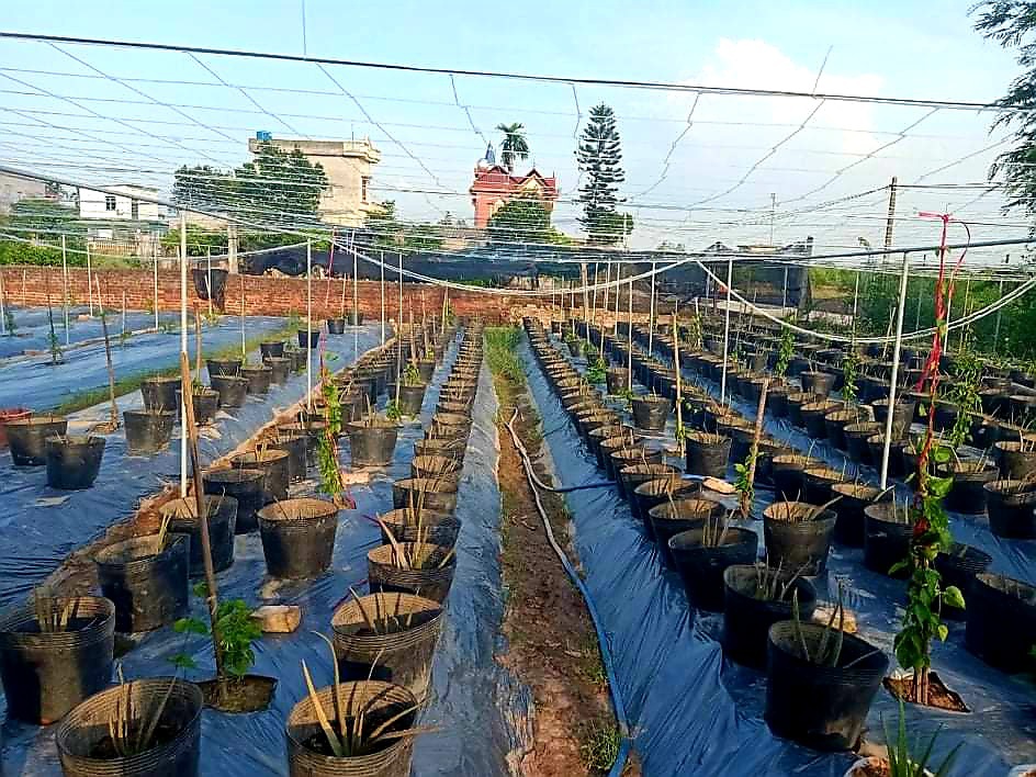 Hải Dương: Đằng sau mô hình trồng cây nha đam theo dự án “Phủ xanh nha đam đất Việt” - Ảnh 1