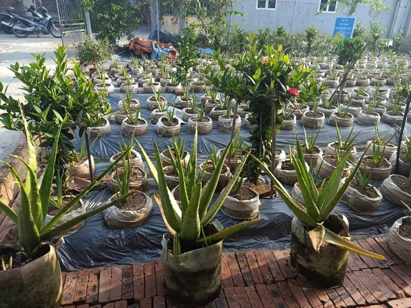 Hải Dương: Yêu cầu Công ty CP Biobee - Việt Pháp tạm dừng việc bán cây giống nha đam - Ảnh 1