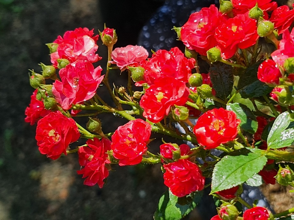 Rực rỡ vườn hồng quý hiếm giữa lòng TP Quảng Ngãi - Ảnh 6