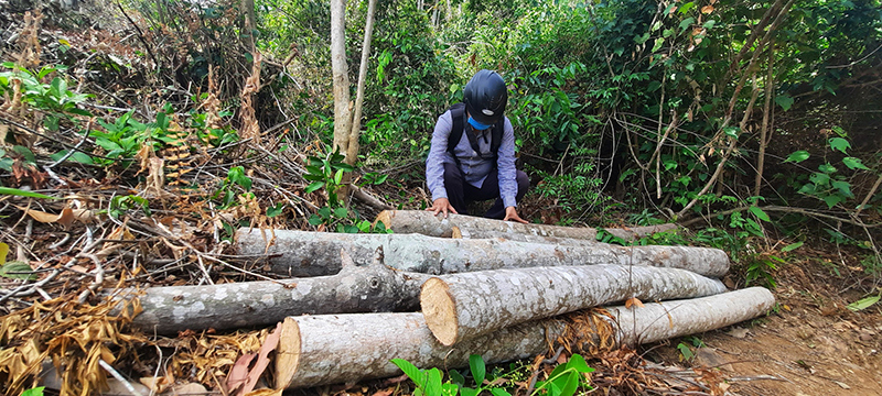 Quảng Nam: Ngang nhiên chặt phá cây, mở đường trái phép trong rừng phòng hộ - Ảnh 2