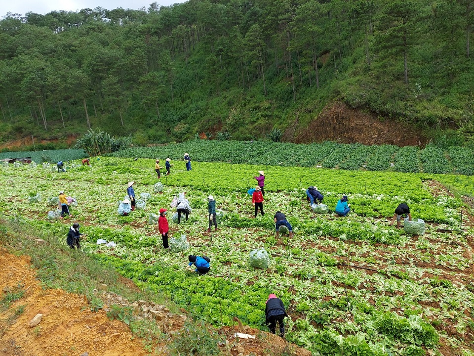 Lâm Đồng hỗ trợ 6.000 tấn rau củ cho một số tỉnh gặp khó khăn vì Covid-19 - Ảnh 2