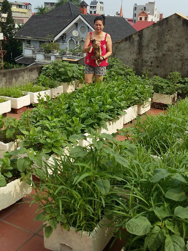 Tận dụng sân thượng, ban công trồng rau trong thời gian giãn cách do dịch Covid-19 - Ảnh 1