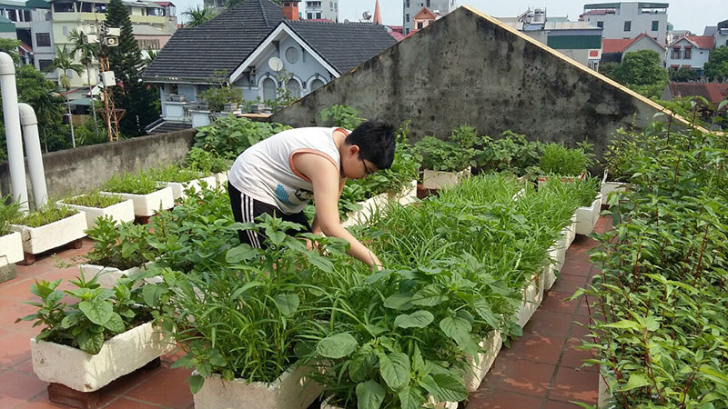 Tận dụng sân thượng, ban công trồng rau trong thời gian giãn cách do dịch Covid-19 - Ảnh 3