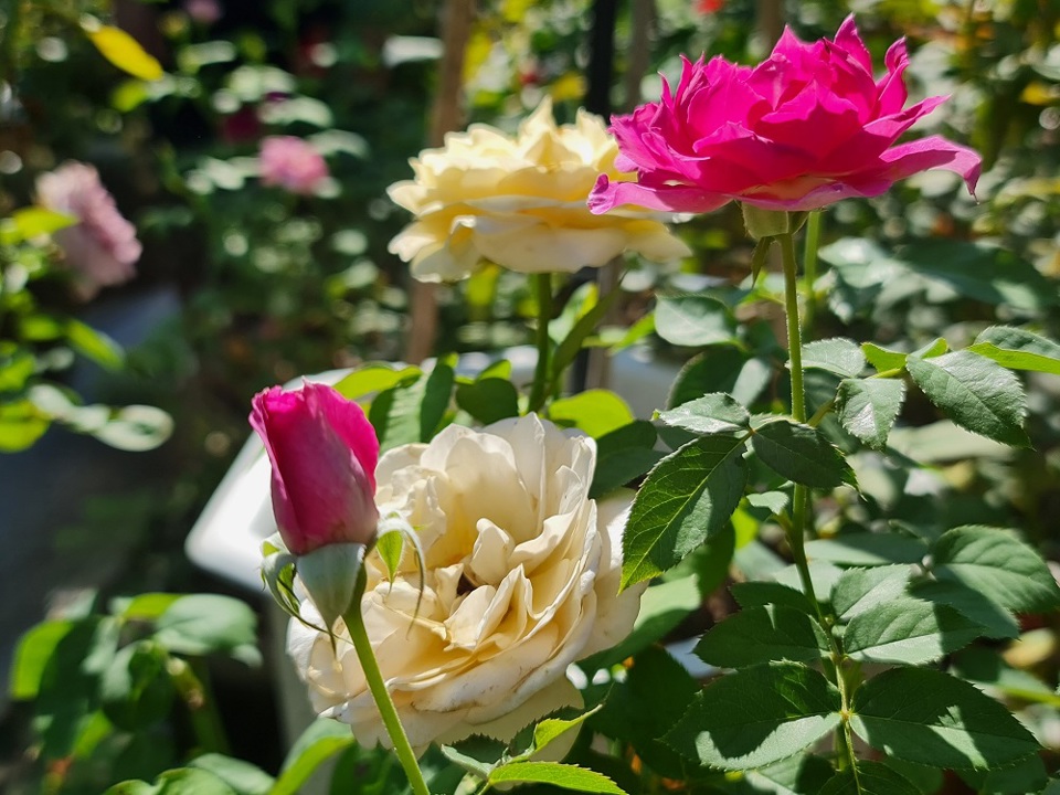 Rực rỡ vườn hồng quý hiếm giữa lòng TP Quảng Ngãi - Ảnh 11
