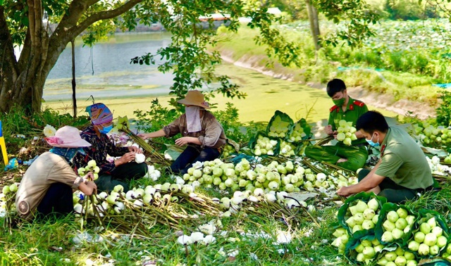 Công an huyện Ứng Hòa “đội nắng” hỗ trợ bà con thu hoạch sen - Ảnh 7
