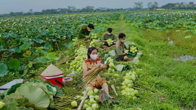Công an huyện Ứng Hòa “đội nắng” hỗ trợ bà con thu hoạch sen - Ảnh 5