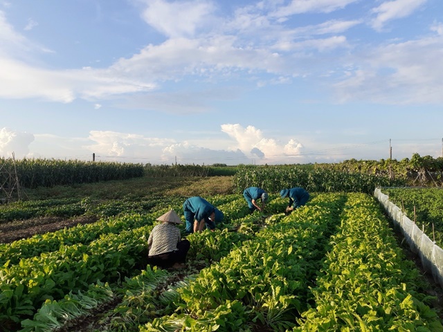 Huyện Phú Xuyên: Vừa phòng dịch, vừa duy trì sản xuất vựa rau xanh để hỗ trợ "vùng đỏ" - Ảnh 3