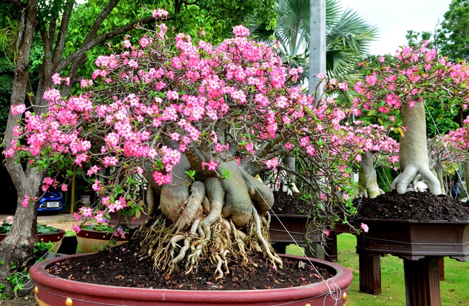 Lạc vào cõi hoa Sứ khu công viên Nong Nooch Garden and Resort (Thái Lan) - Ảnh 8