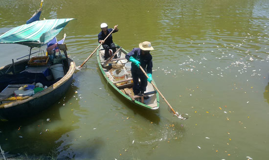 Cá chết kéo dài hàng cây số trên sông Phú Lộc - Đà Nẵng - Ảnh 1