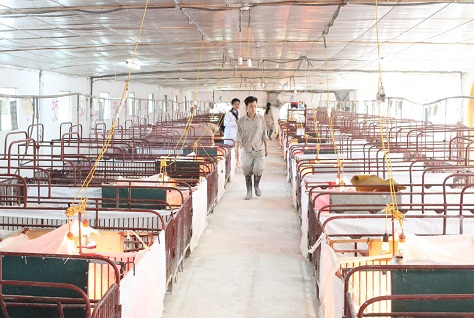 Nguồn cung thịt lợn ổn định 280.000 – 300.000 tấn - Ảnh 1