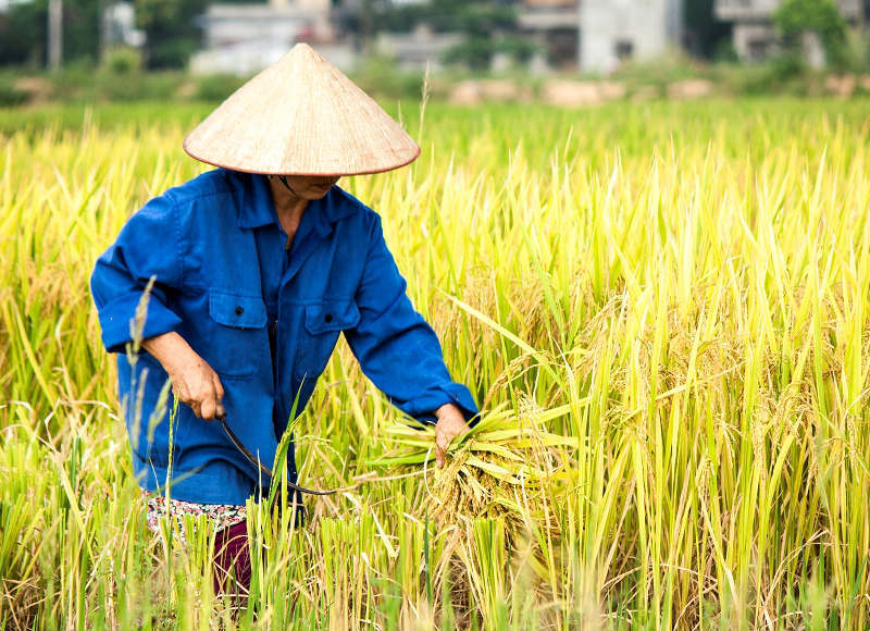 Thanh Oai, Mỹ Đức vào vụ thu hoạch lúa Chiêm Xuân - Ảnh 3